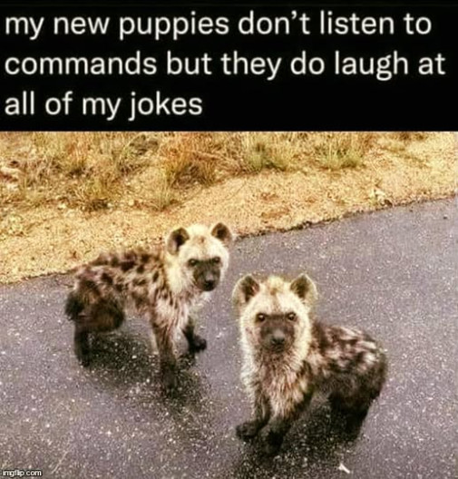 psicata, so zmyslom pre humor